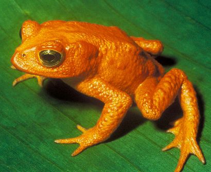 Male golden toad